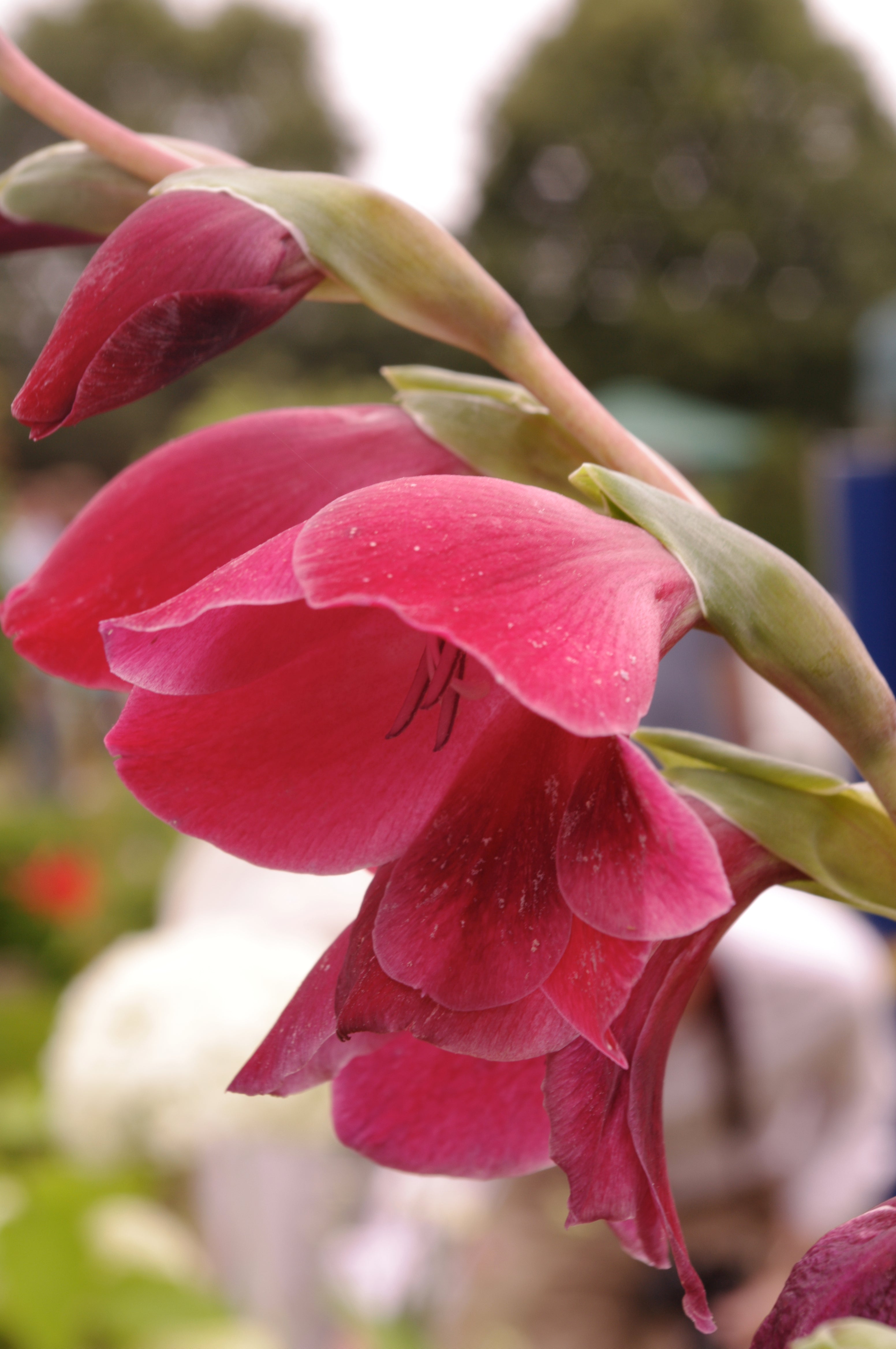 Gladiolus papilio ‘Ruby’
