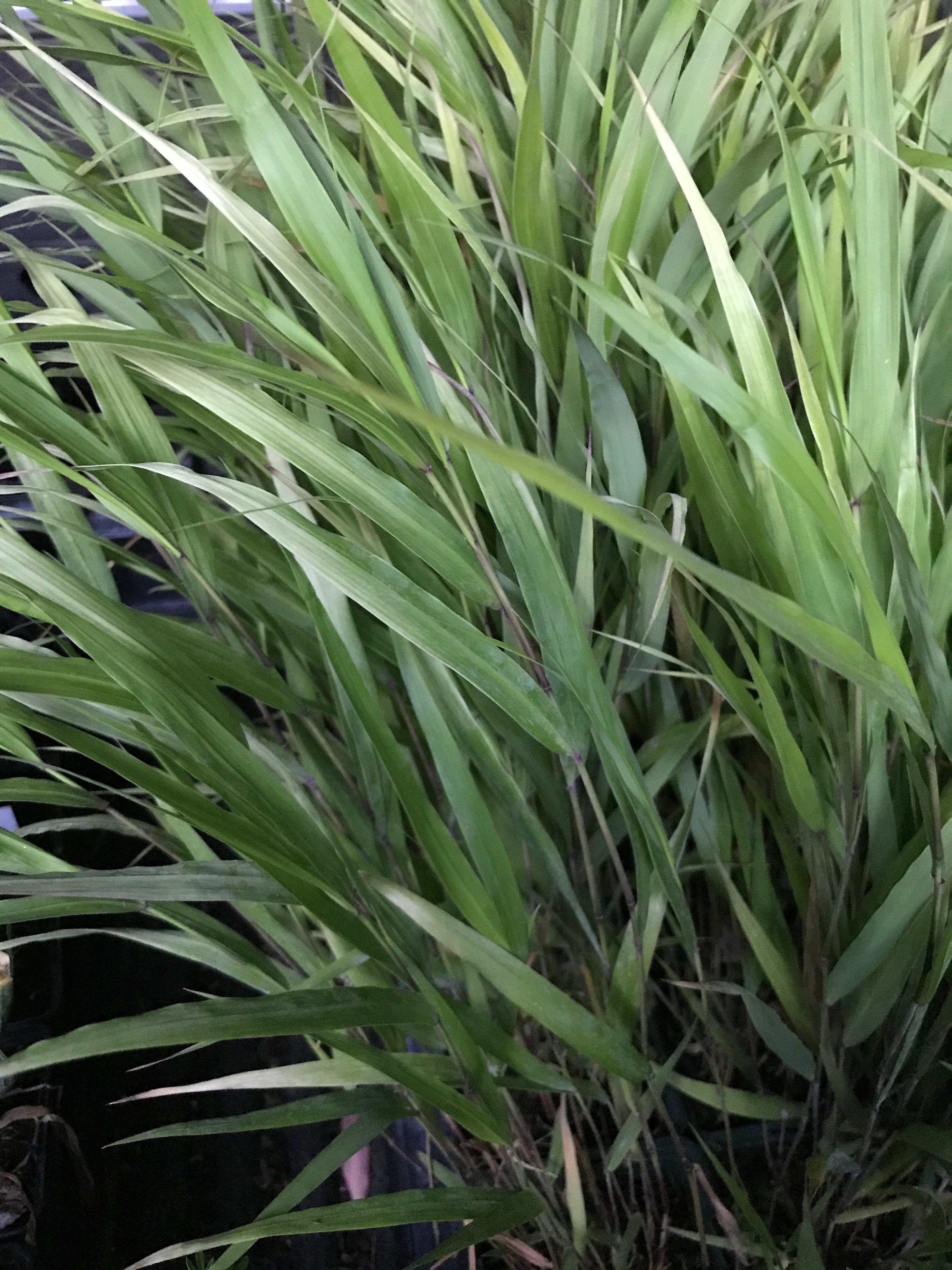 Hakonechloa macra