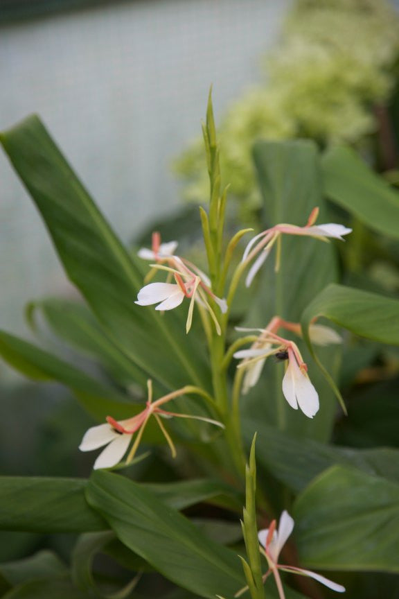 Hedychium spicatum ‘Shirui Steps&#39;