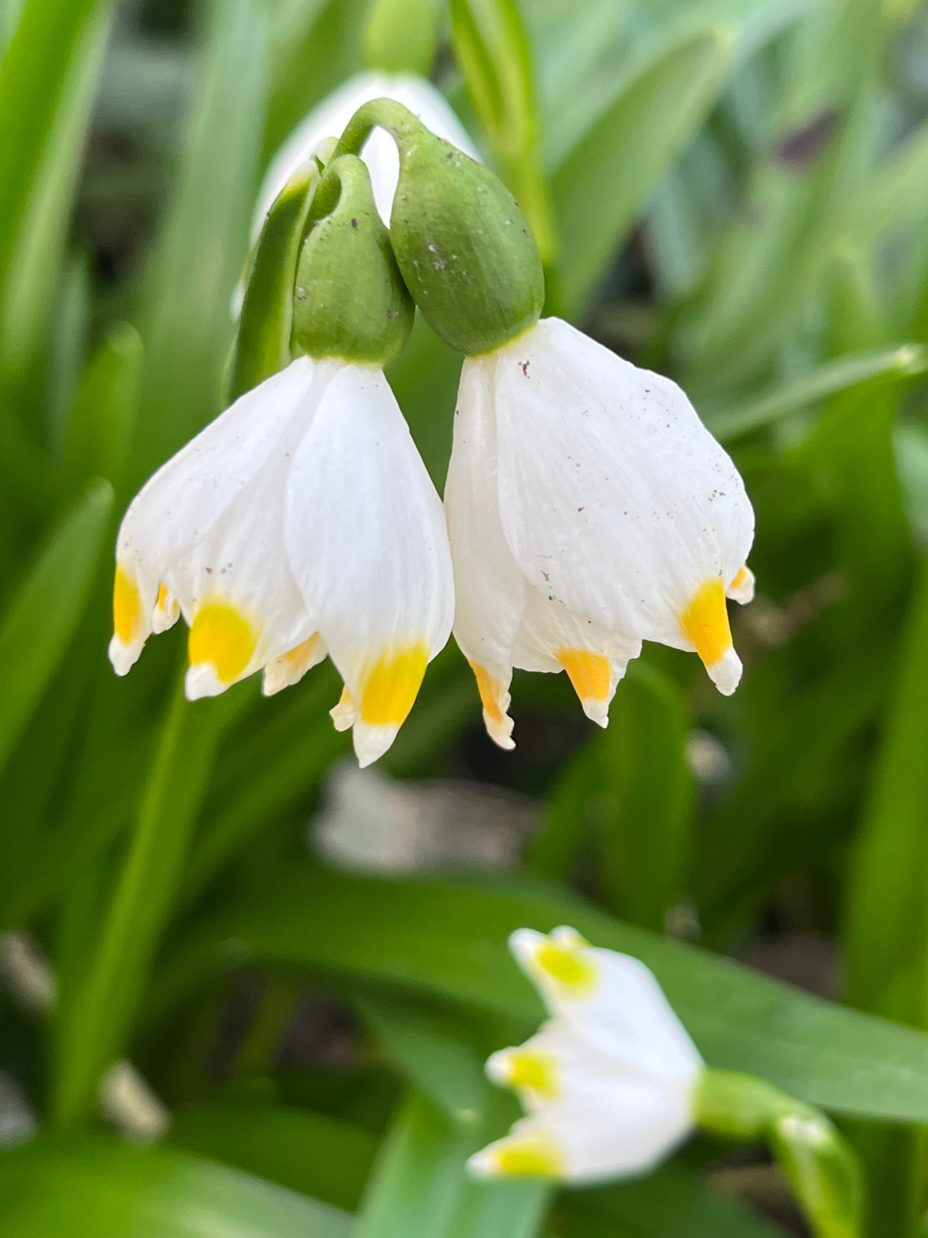 Leucojum vernum