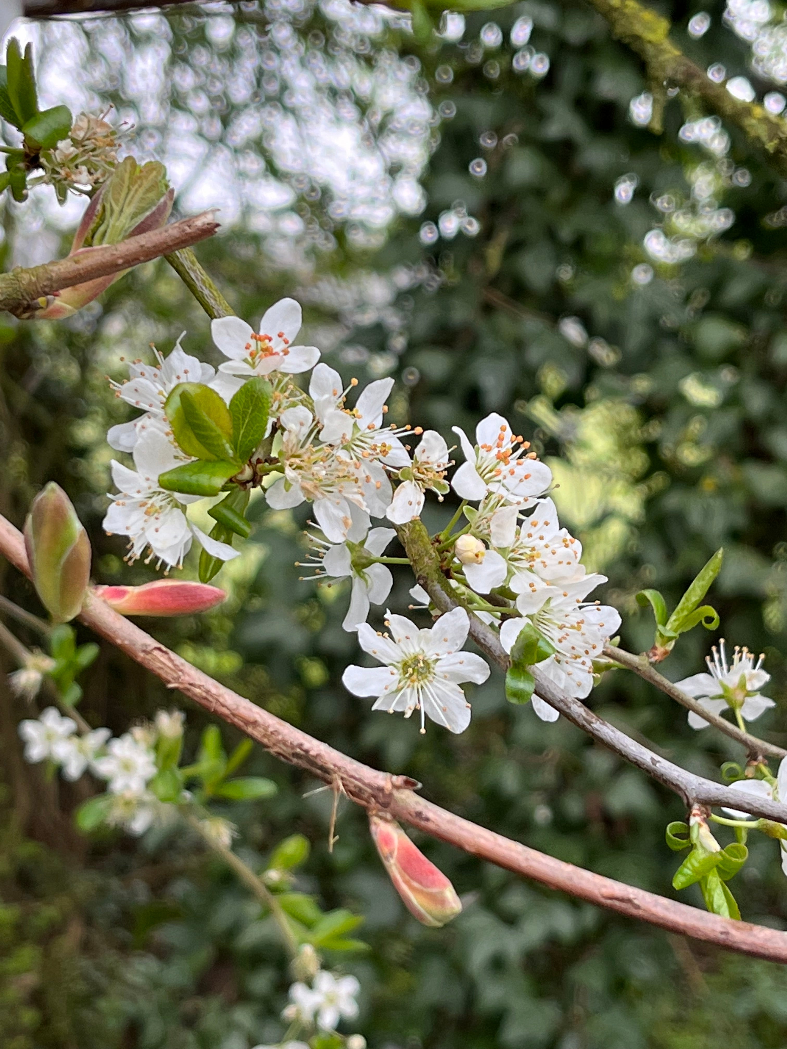 Prunus cerasifera