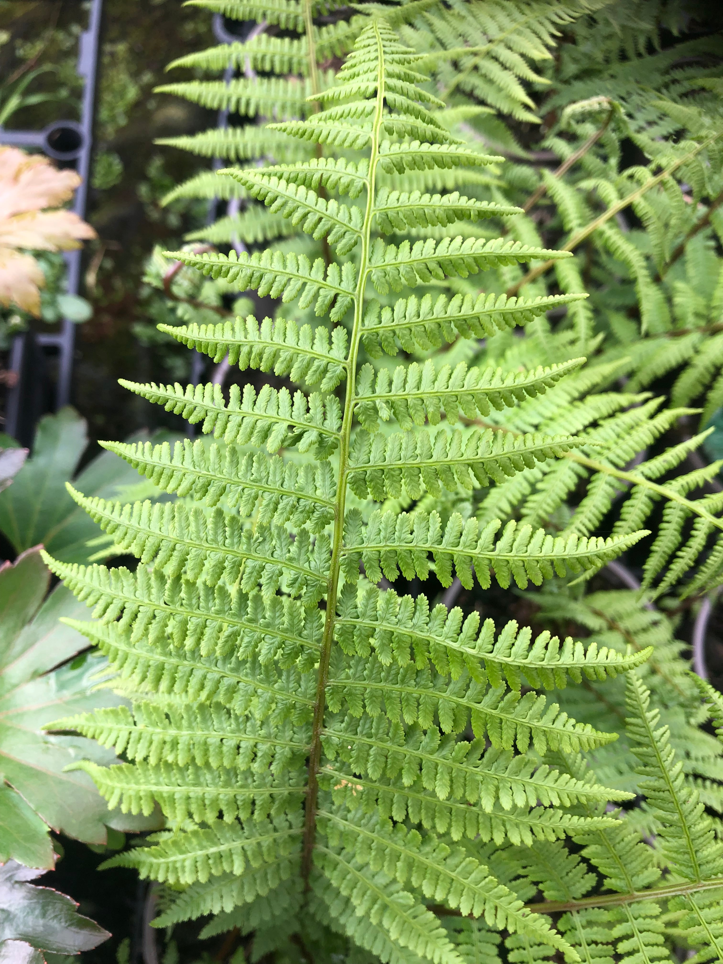 Athyrium filix-femina &#39;Minutissimum&#39;