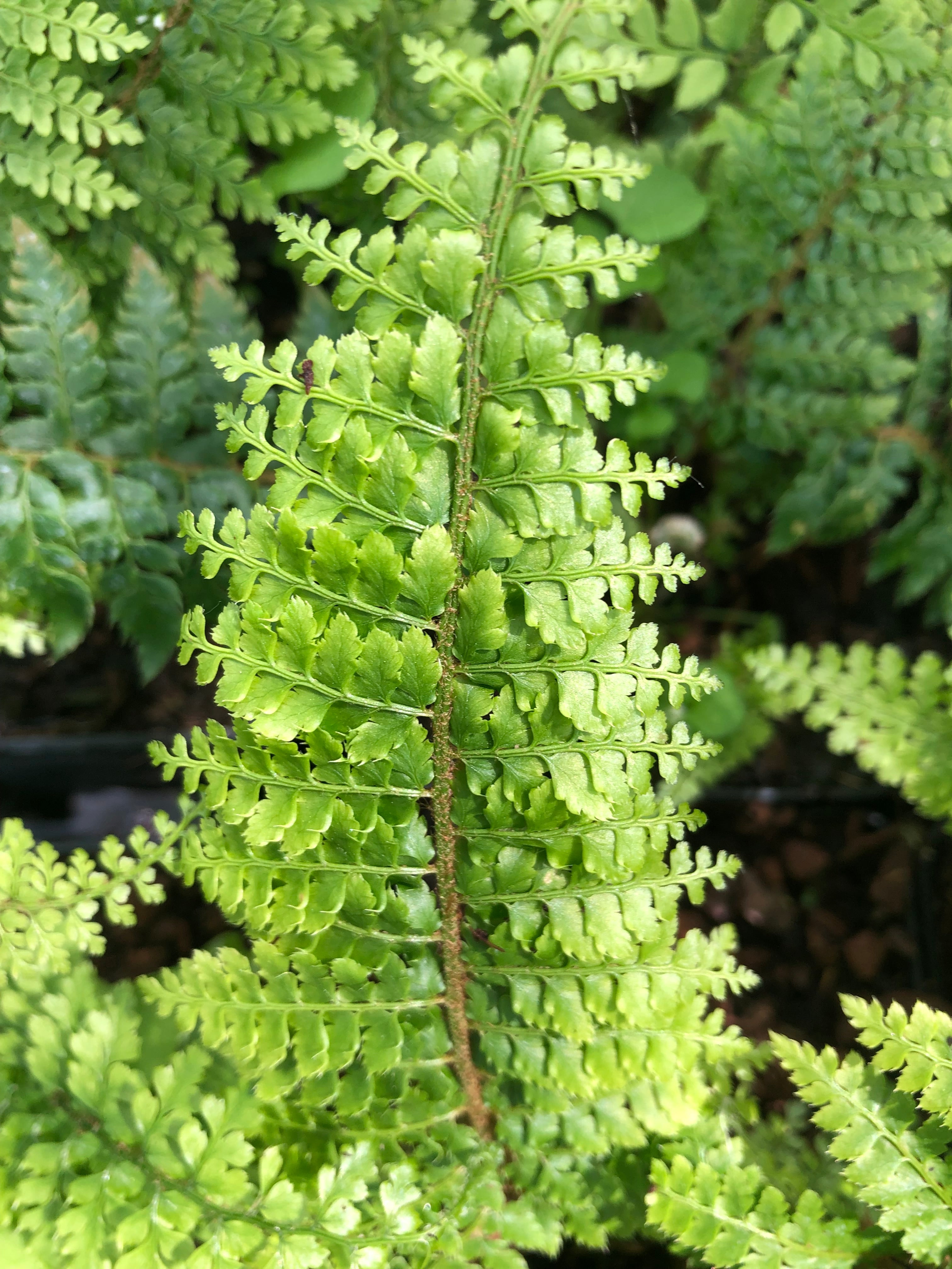 Polystichum setiferum (Divisilobum Group) ‘Herrenhausen’