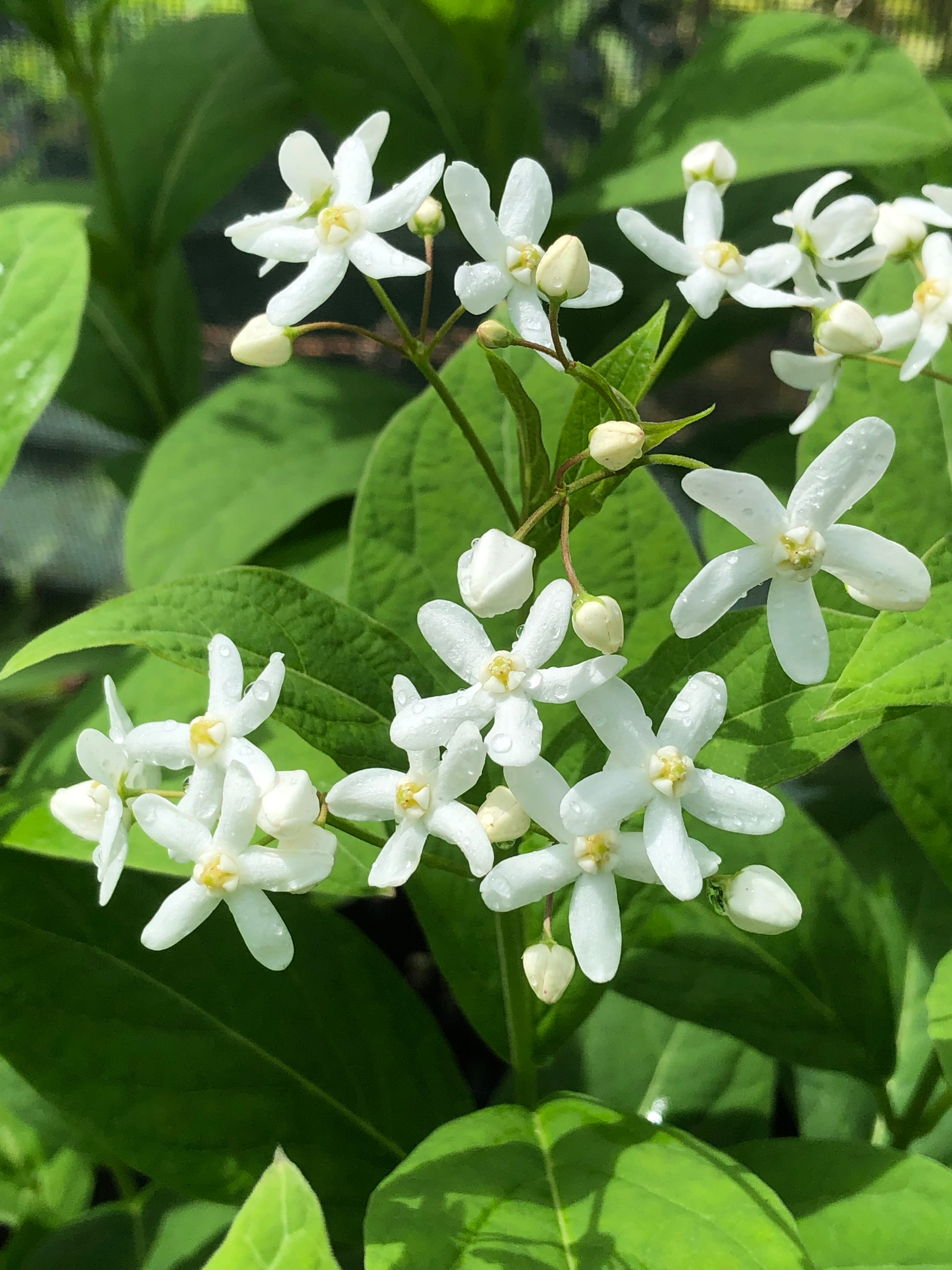 Cyananchum ascyrifolium