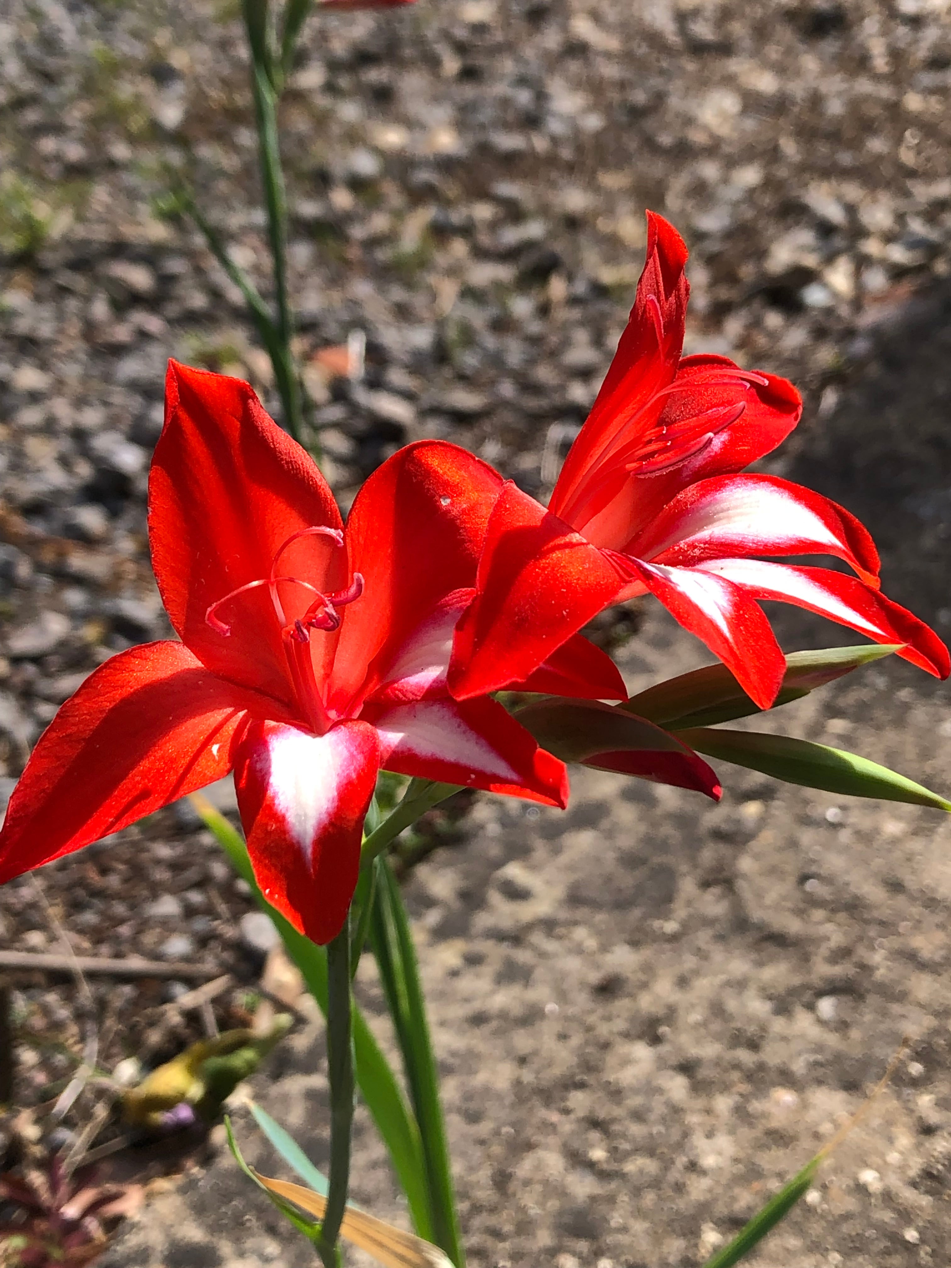 Gladiolus cardinalis