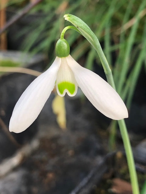 Galanthus ‘Kinn McKintosh’