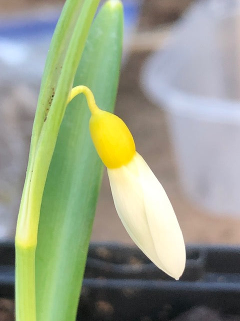 Galanthus 'Dick's Early Yellow'