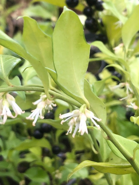 Sarcococca hookeriana 'Purple Gem'