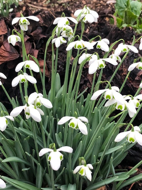 Galanthus ‘Dionysus’