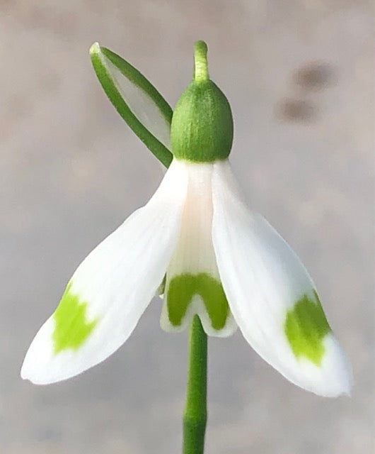 Galanthus ‘Cider With Rosie’