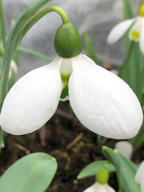 Galanthus ‘Magnus’