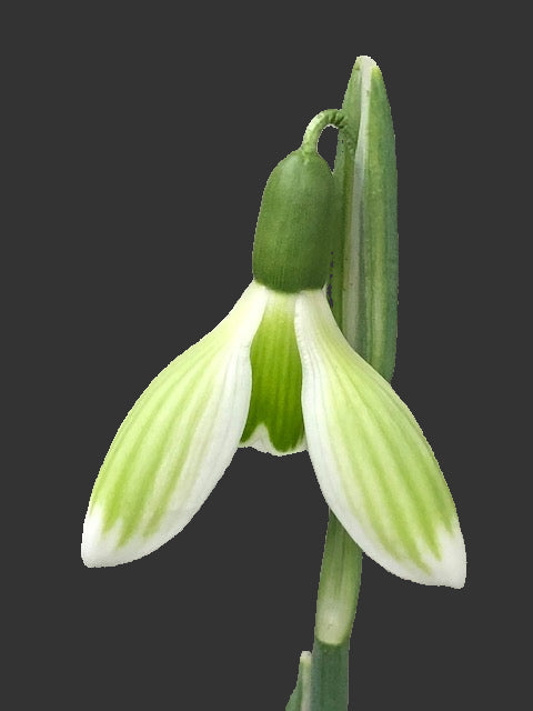 Galanthus nivalis ‘Arwen’ G008