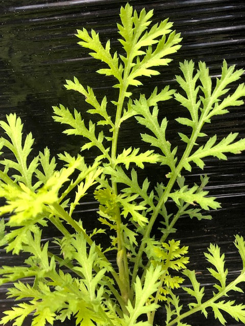 Tanacetum vulgare ‘Golden Feather’