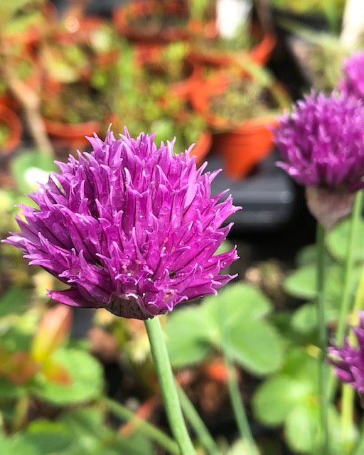 Allium schoenoprasum ‘Cassis Ice’