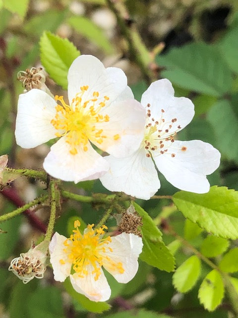 Rosa onoei var. onoei