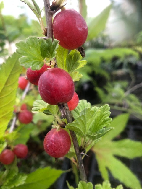 Ribes uva-crispa ‘Hinnonmakki Red&#39;