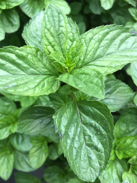 Mentha x piperita f. citrata ‘Basil’