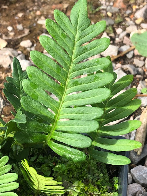 Polypodium guttatum