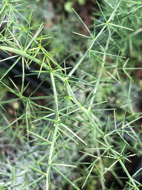 Asparagus acutifolius