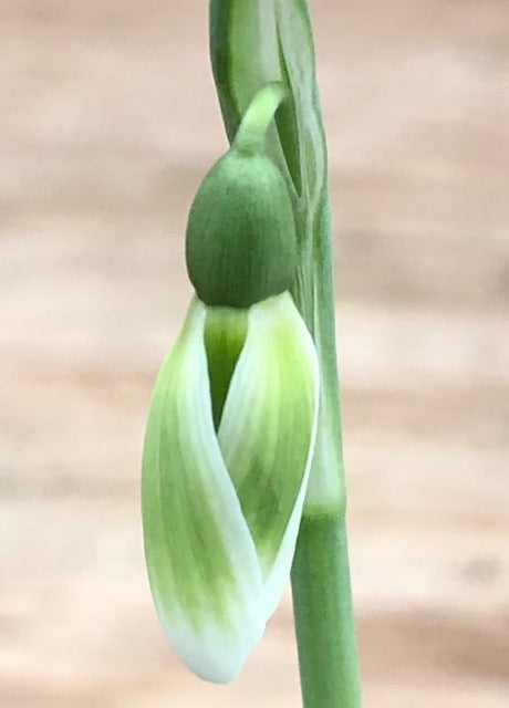 Galanthus reginae-olgae &#39;Fotini&#39;