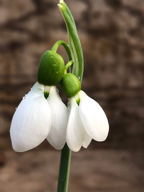 Galanthus ‘Walberswick Gemini'