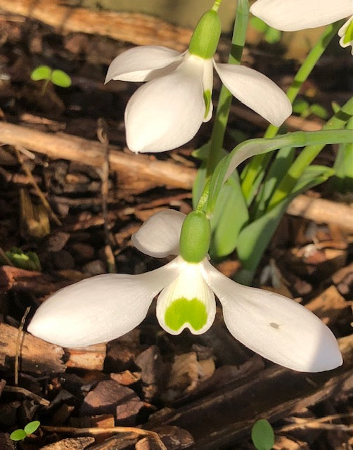 Galanthus elwesii Hiemalis ‘Dorothy Foreman’