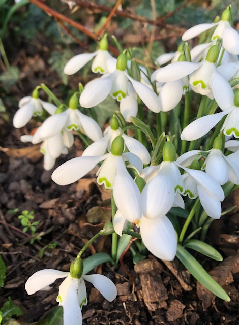 Galanthus &#39;Ginns Imperati&#39;