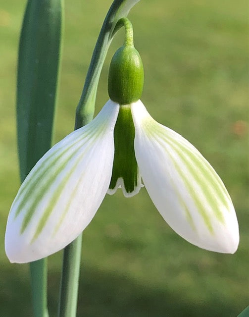 Galanthus gracilis ‘Andreas Fault’
