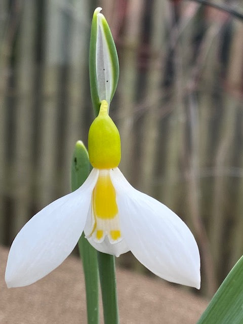 Galanthus gracilis 'Ronald MacKenzie'