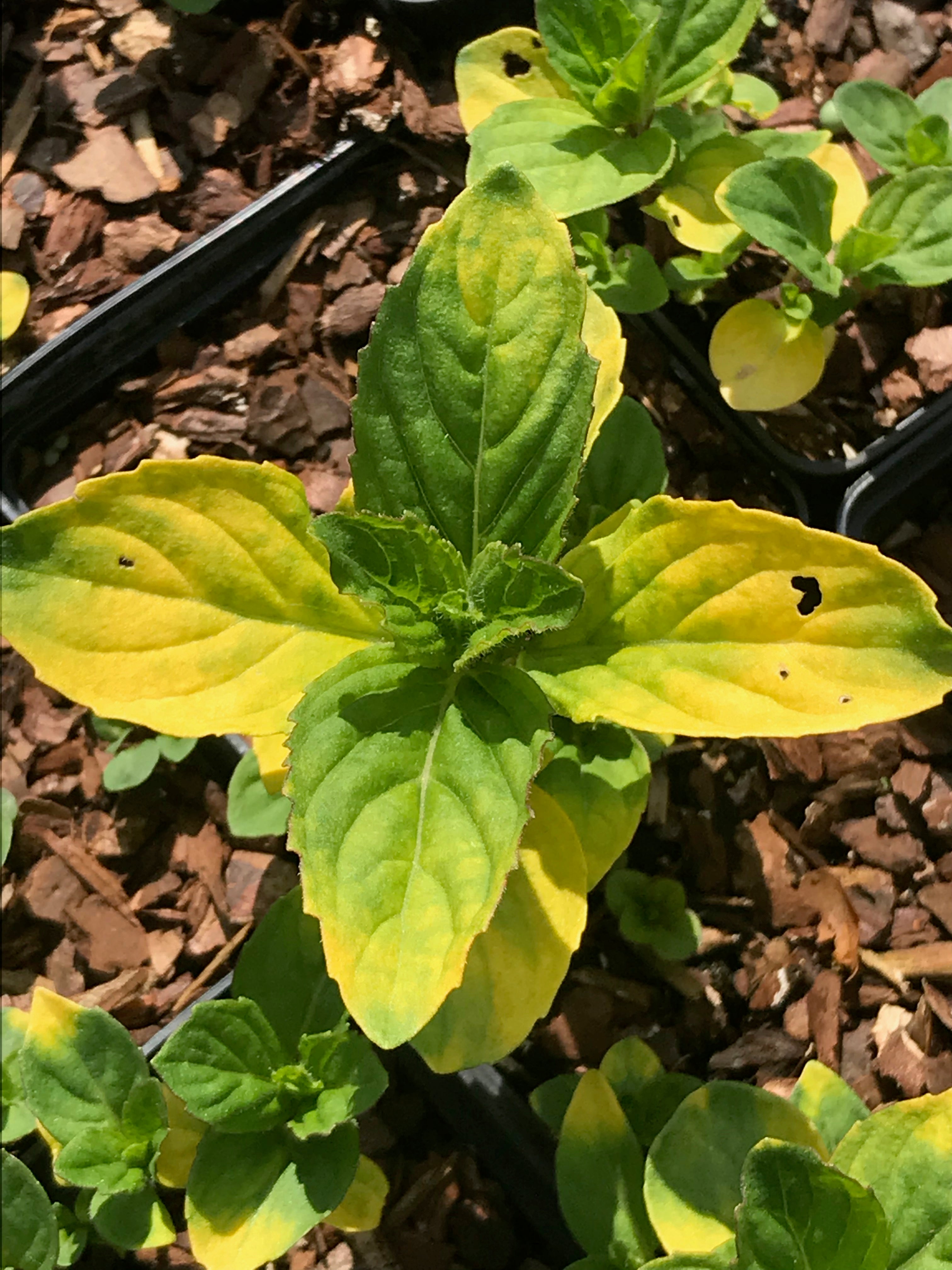 Mentha x gracilis ‘Variegata’