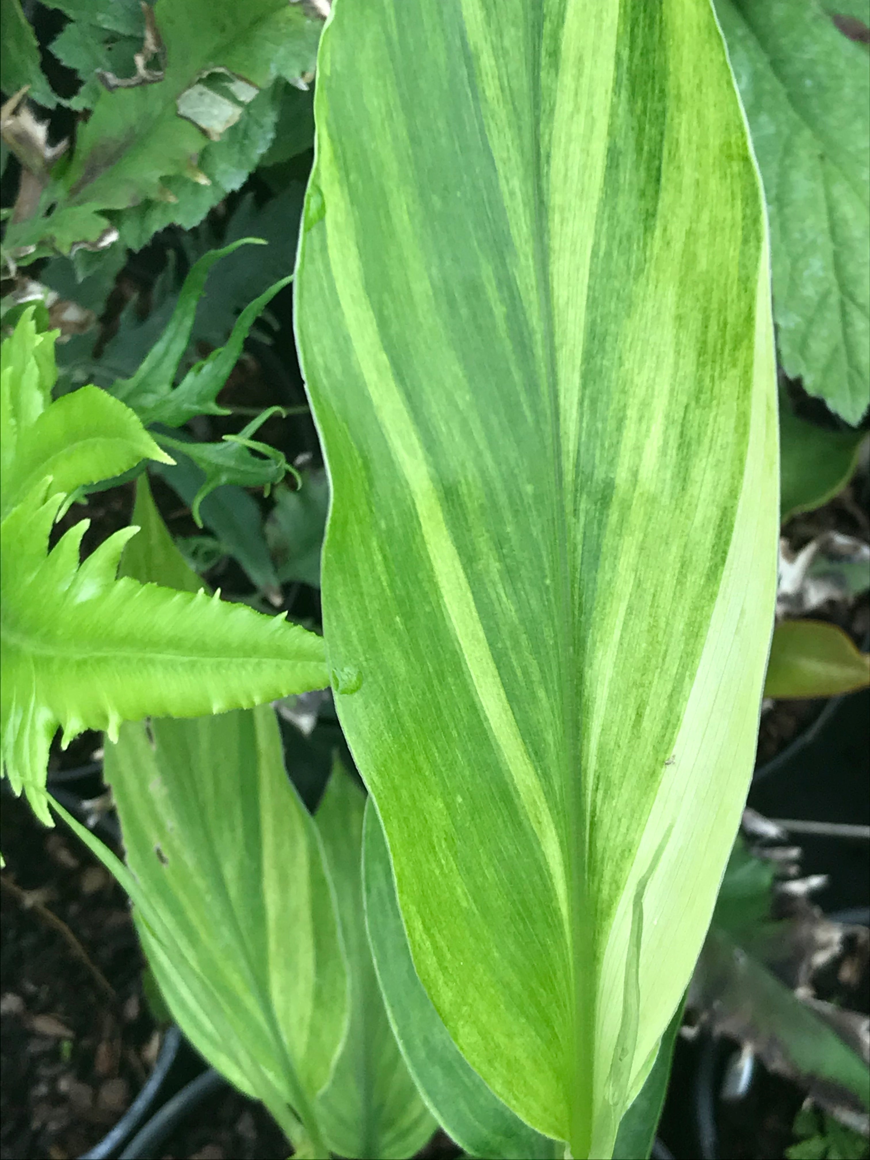 Zingiber mioga ‘Silver Arrow'