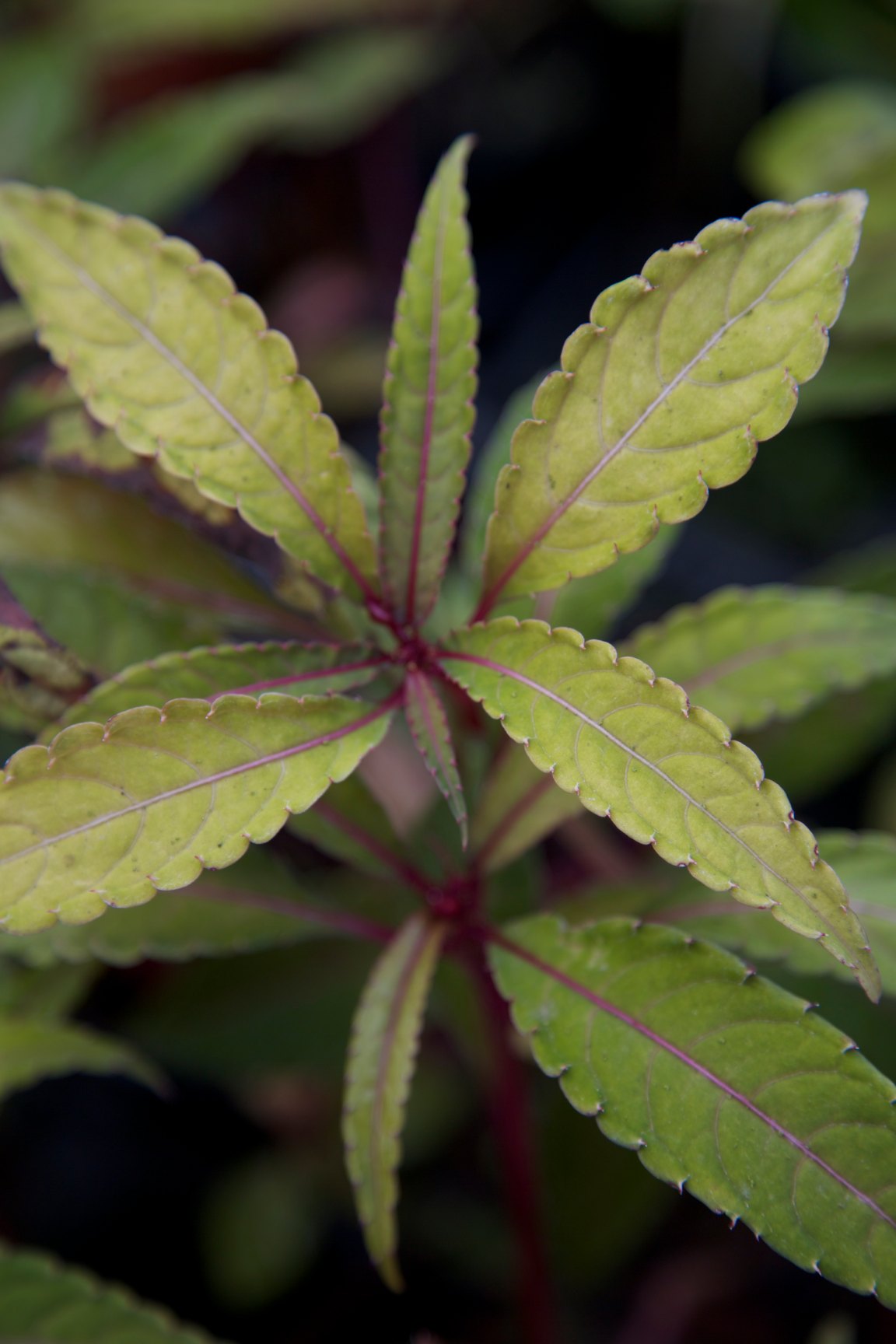 Impatiens omeiana 'Pink Nerves'
