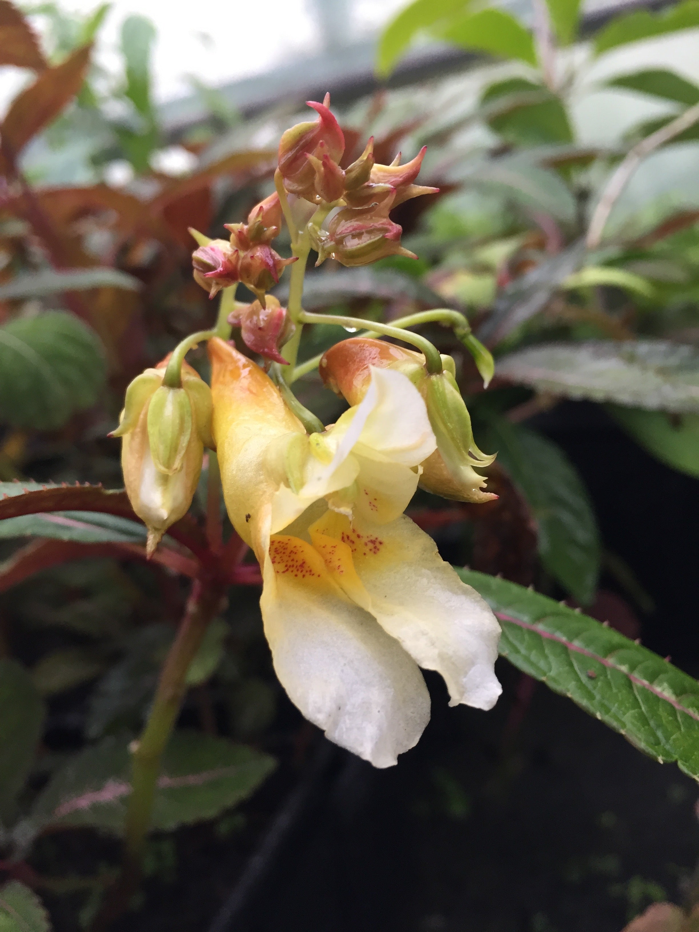 Impatiens omeiana 'High Voltage'