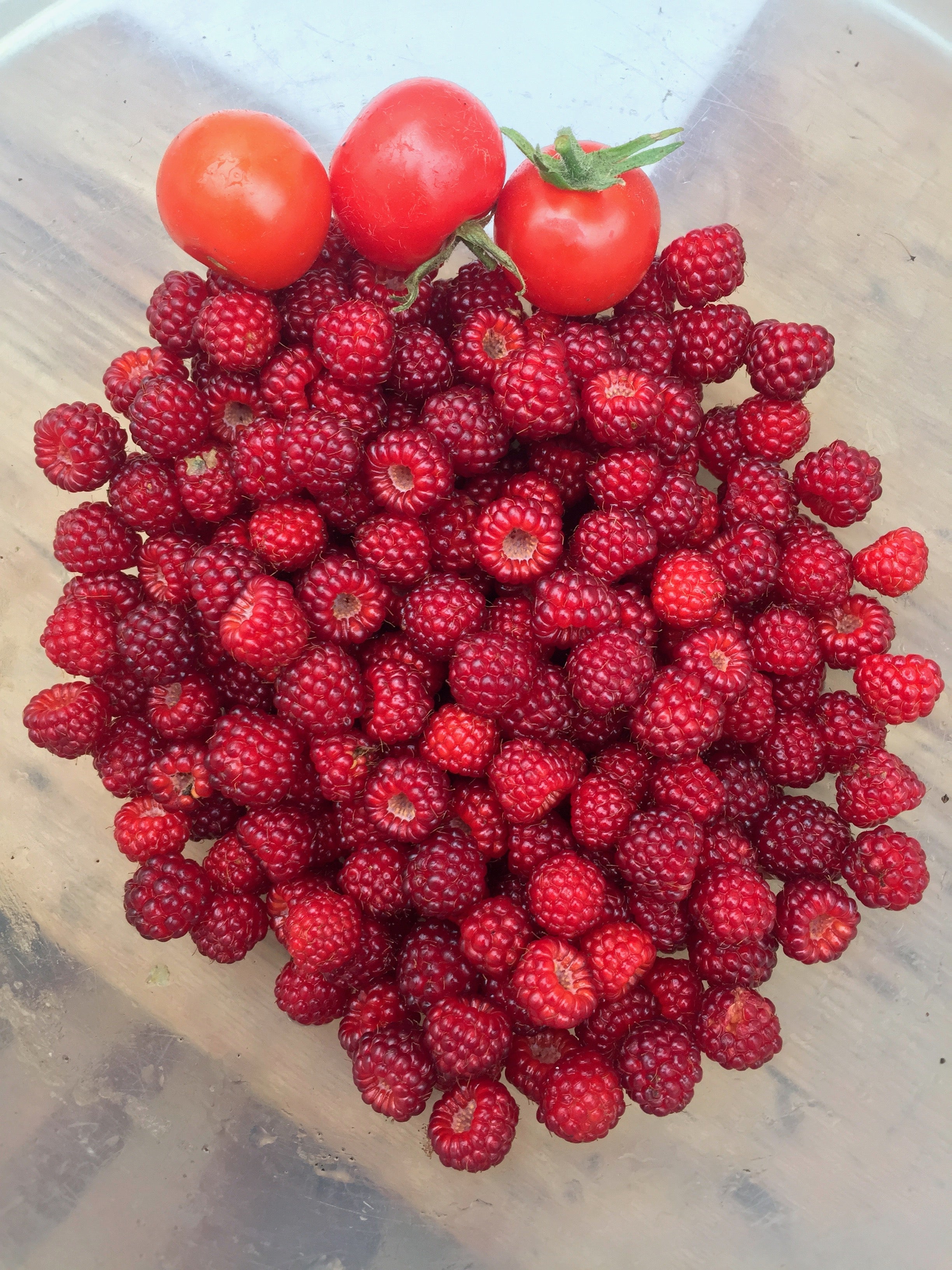 Rubus phoenicolasius