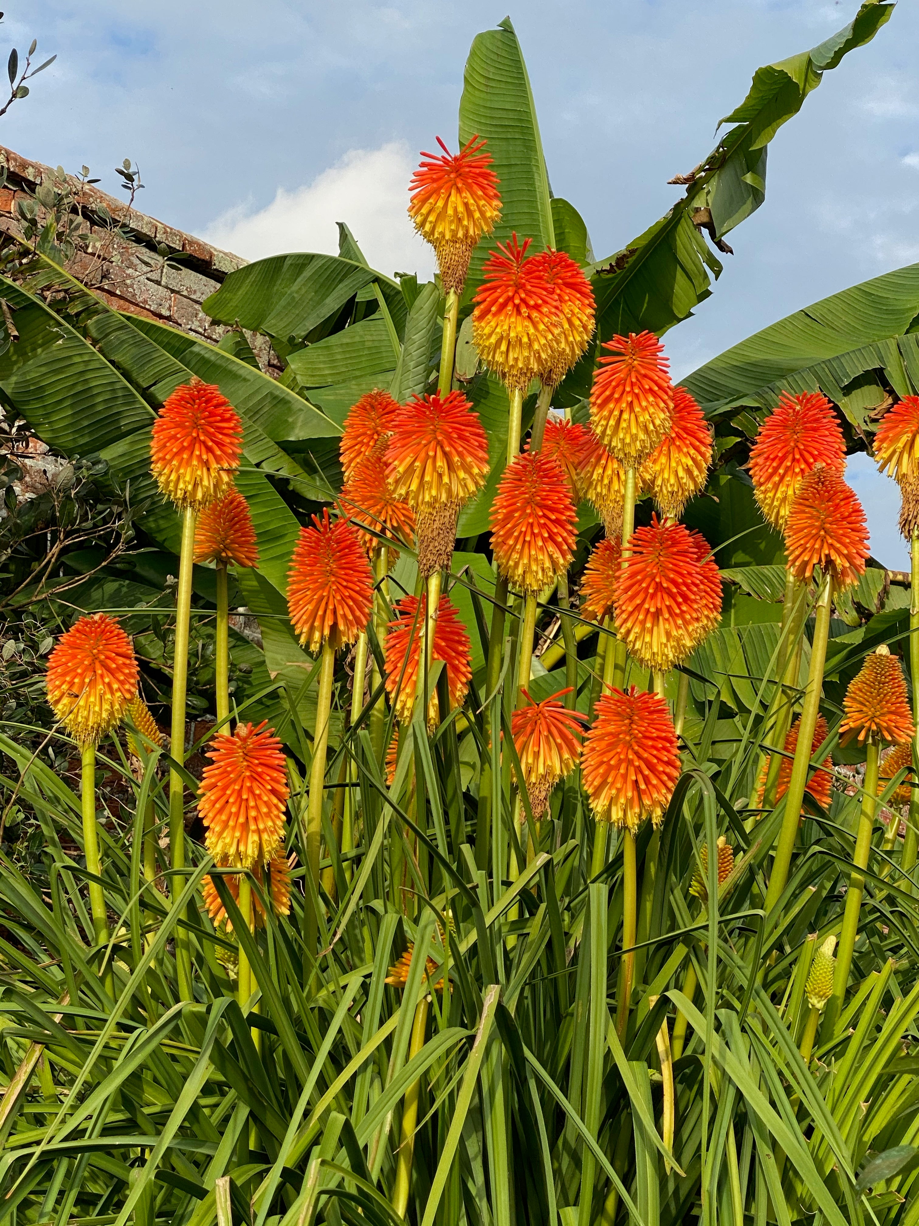Kniphofia rooperi AGM