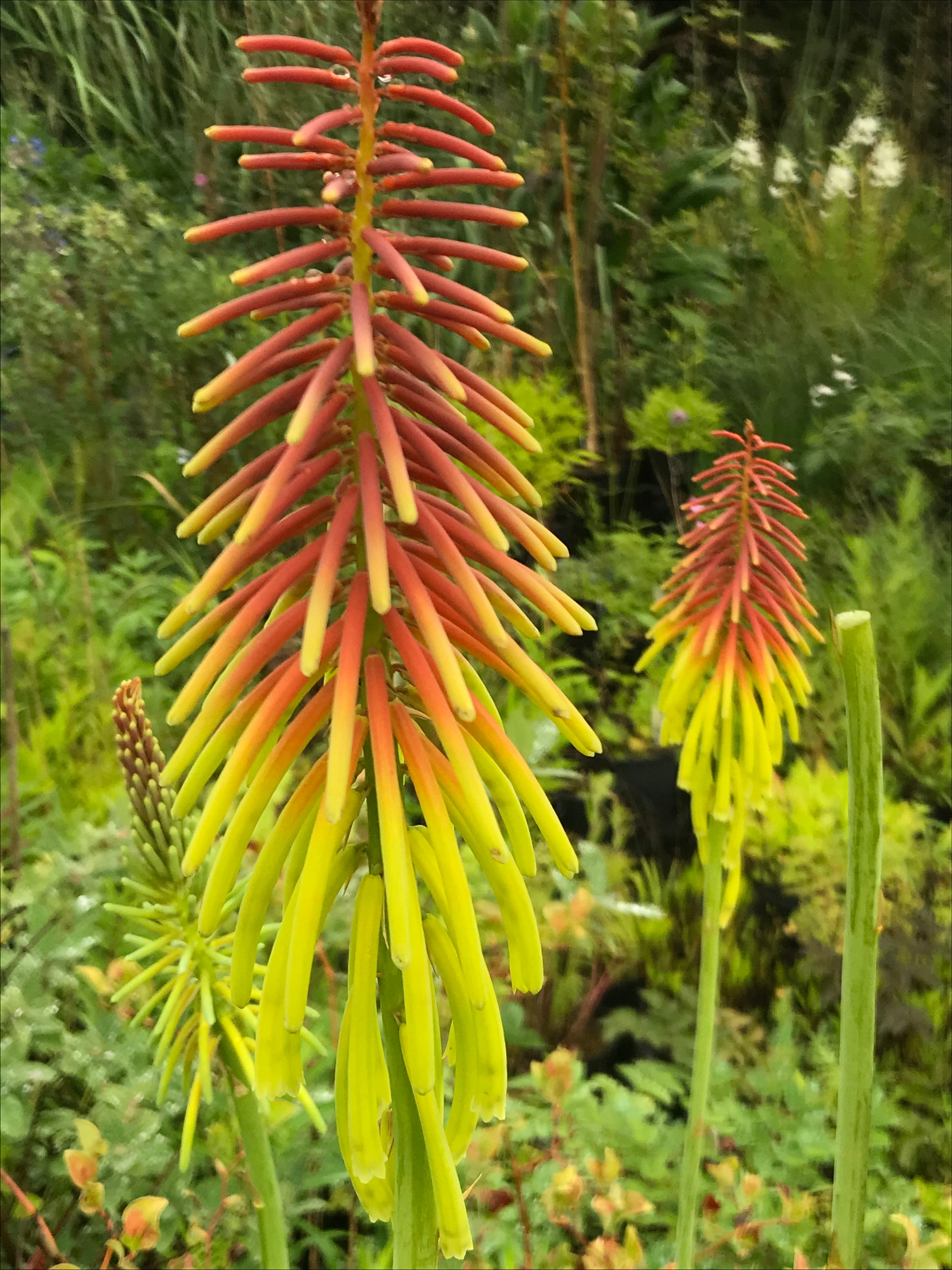 Kniphofia rufa