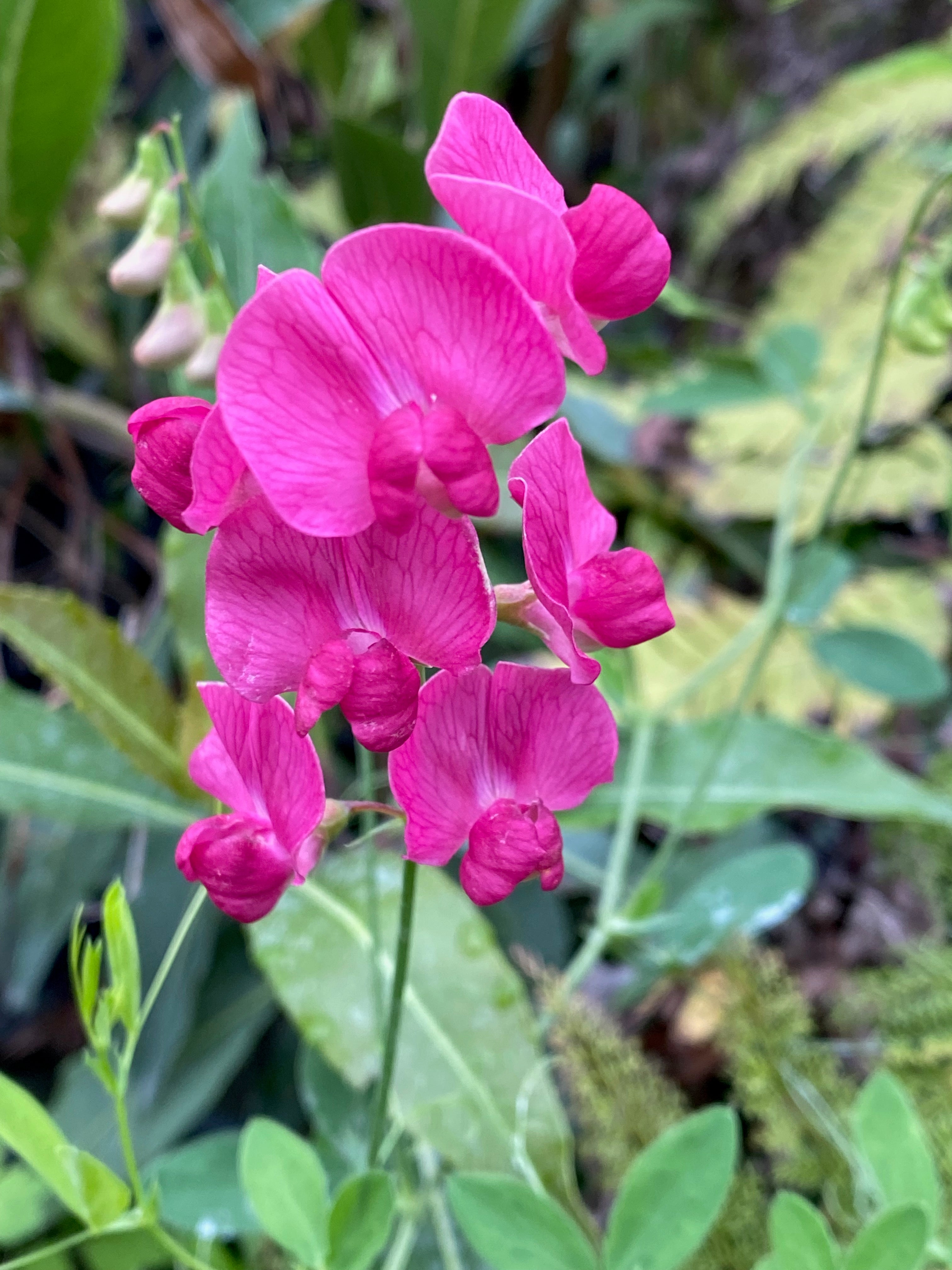 Lathyrus tuberosus