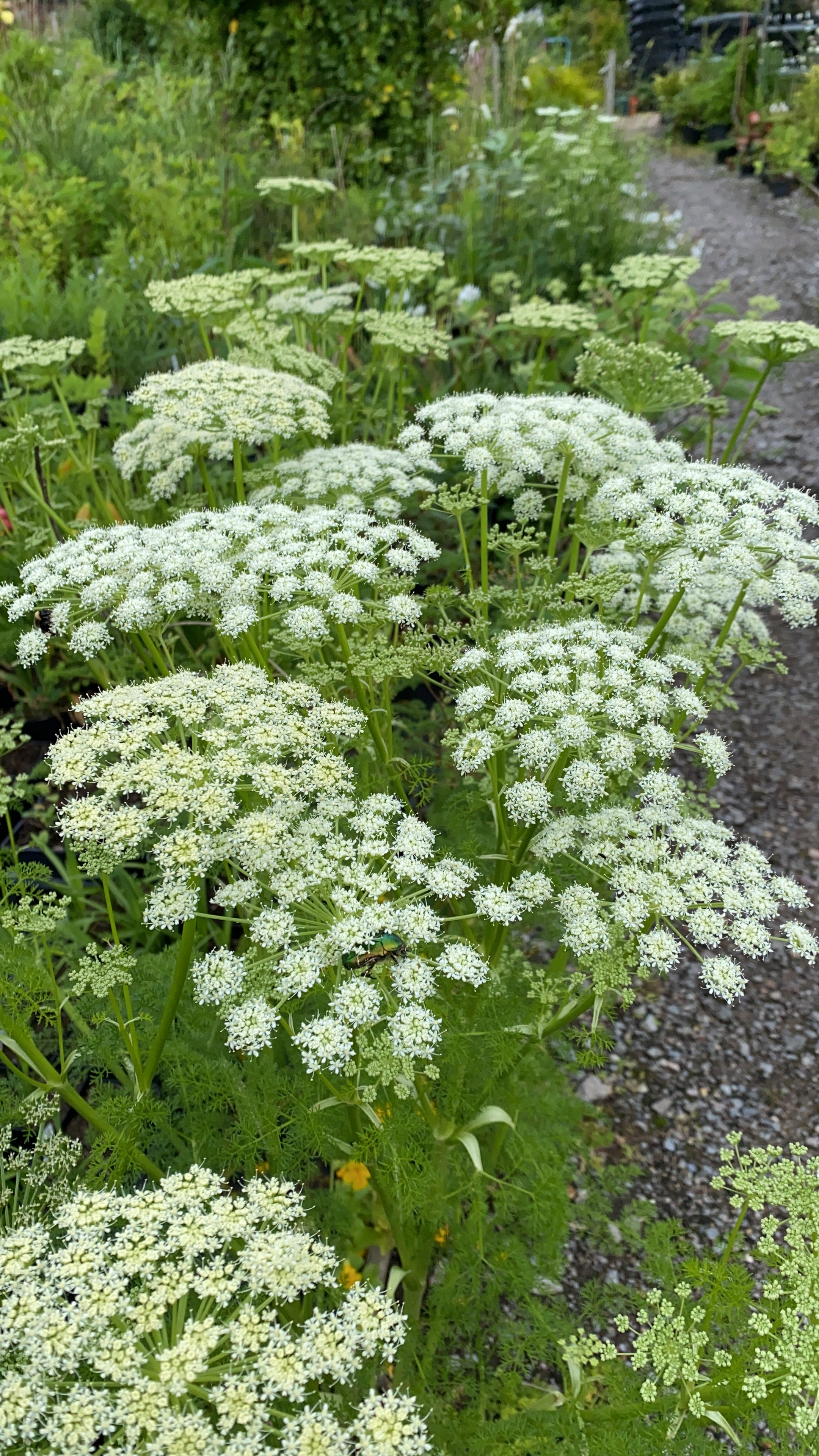 Ligusticum lucidum