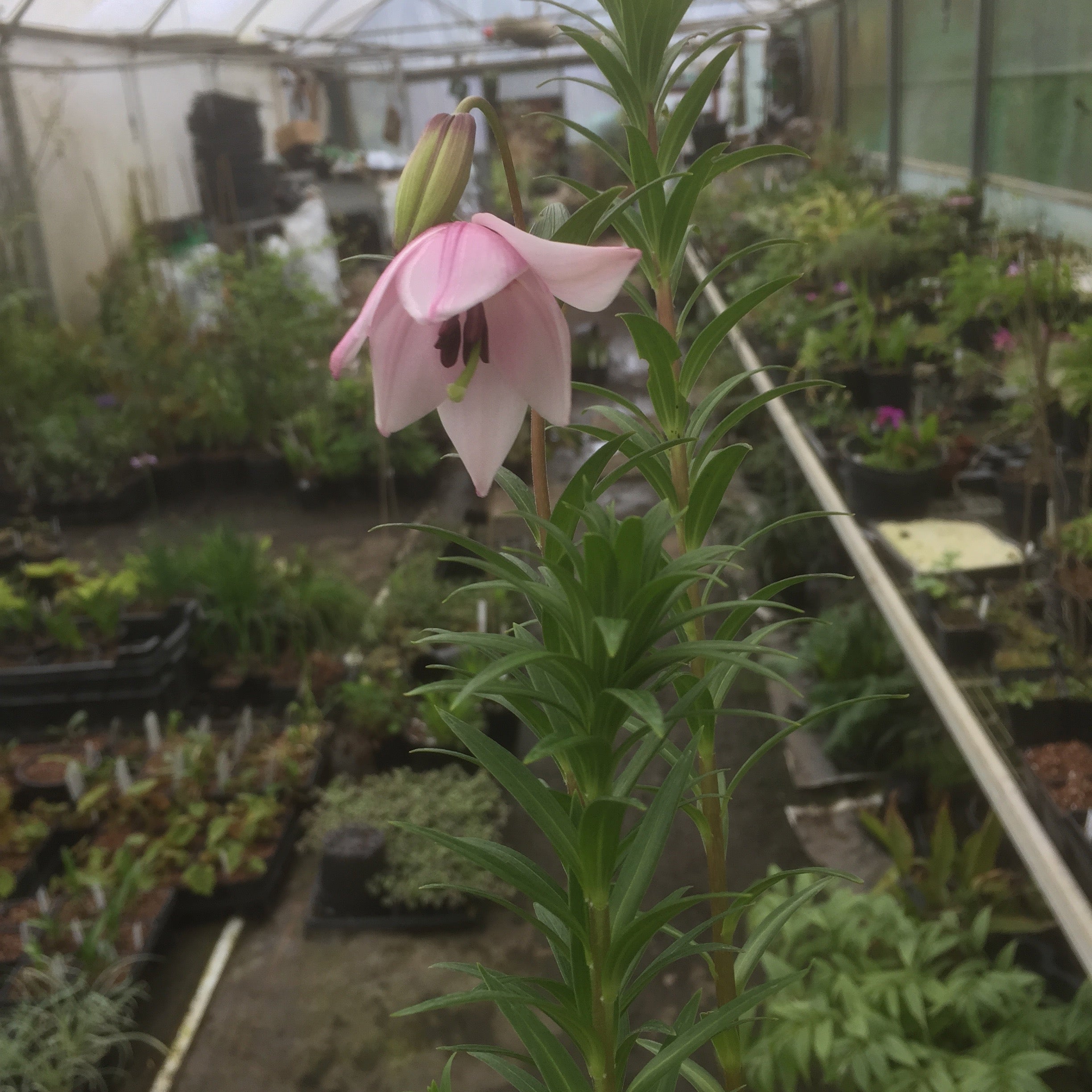 Lilium mackliniae