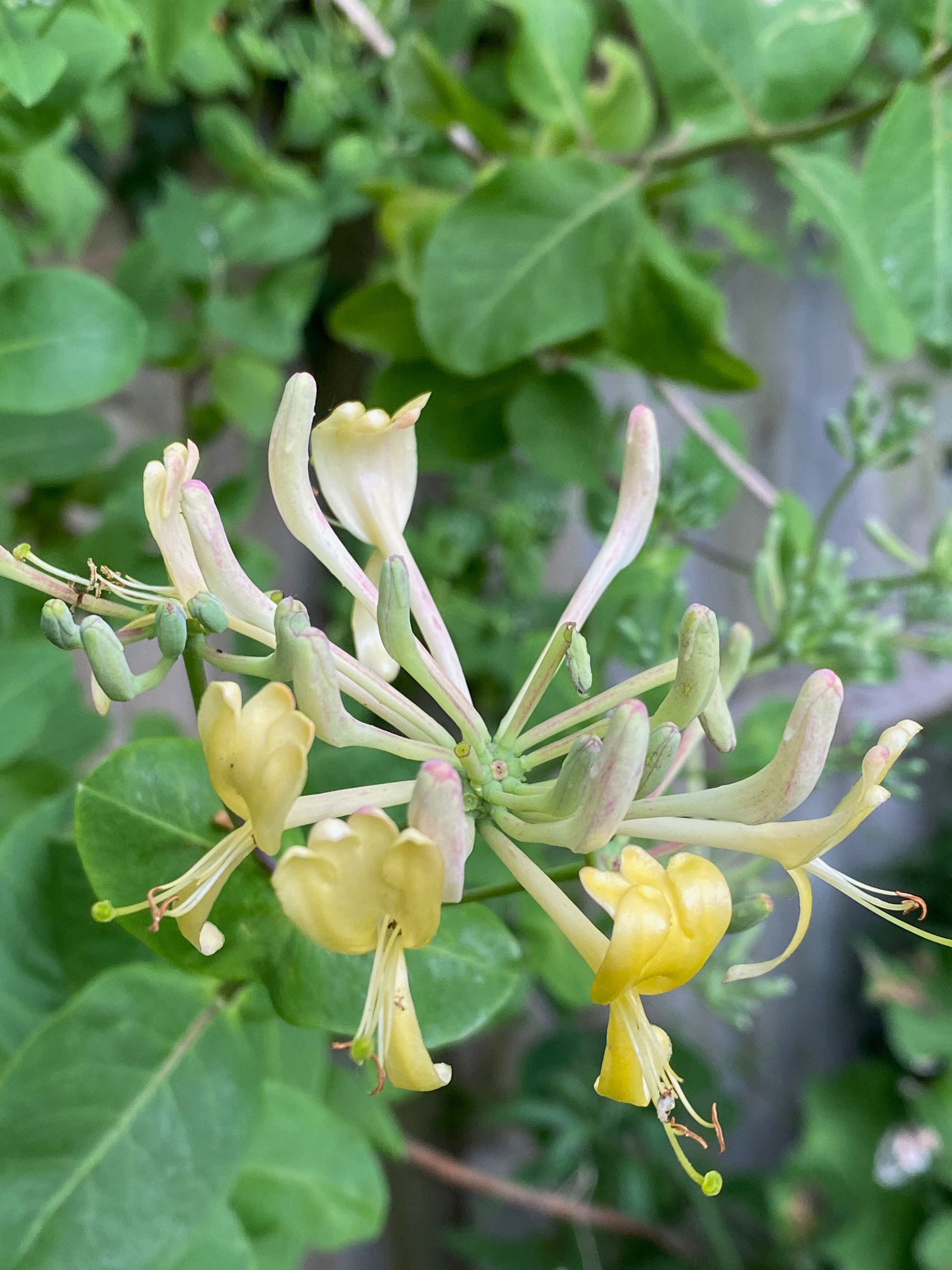 Lonicera etrusca ‘Superba’ AGM