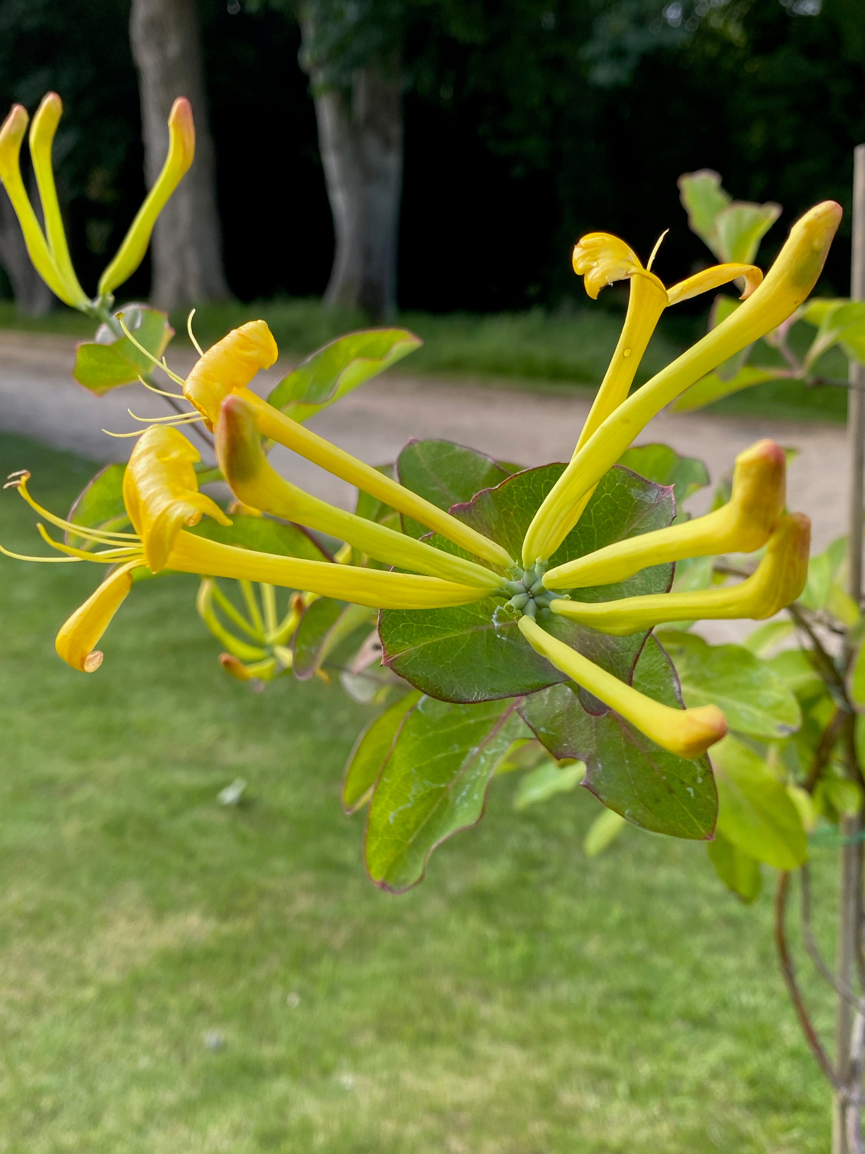 Lonicera tragophylla 'Maurice Foster'