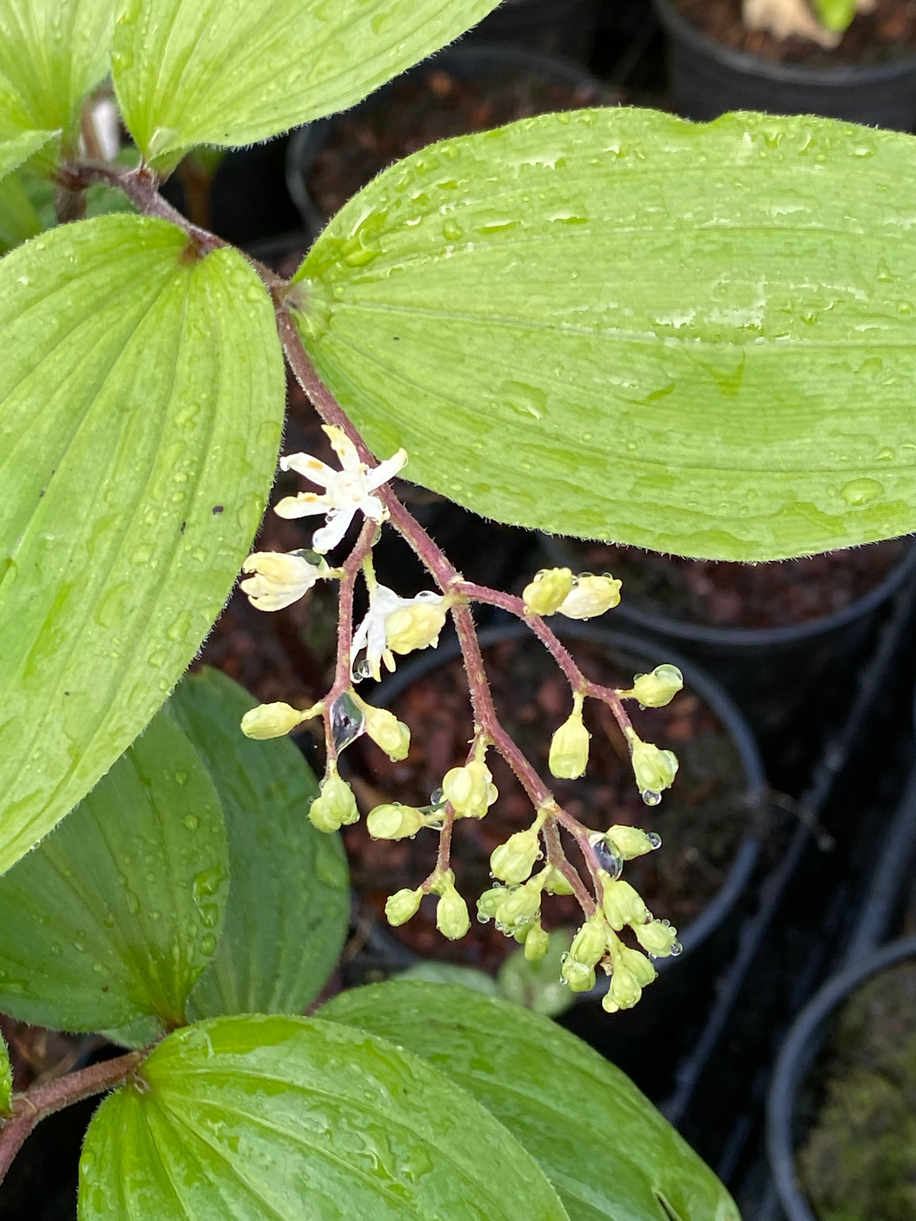 Maianthemum japonicum v. mandshurica BSWJ 7306