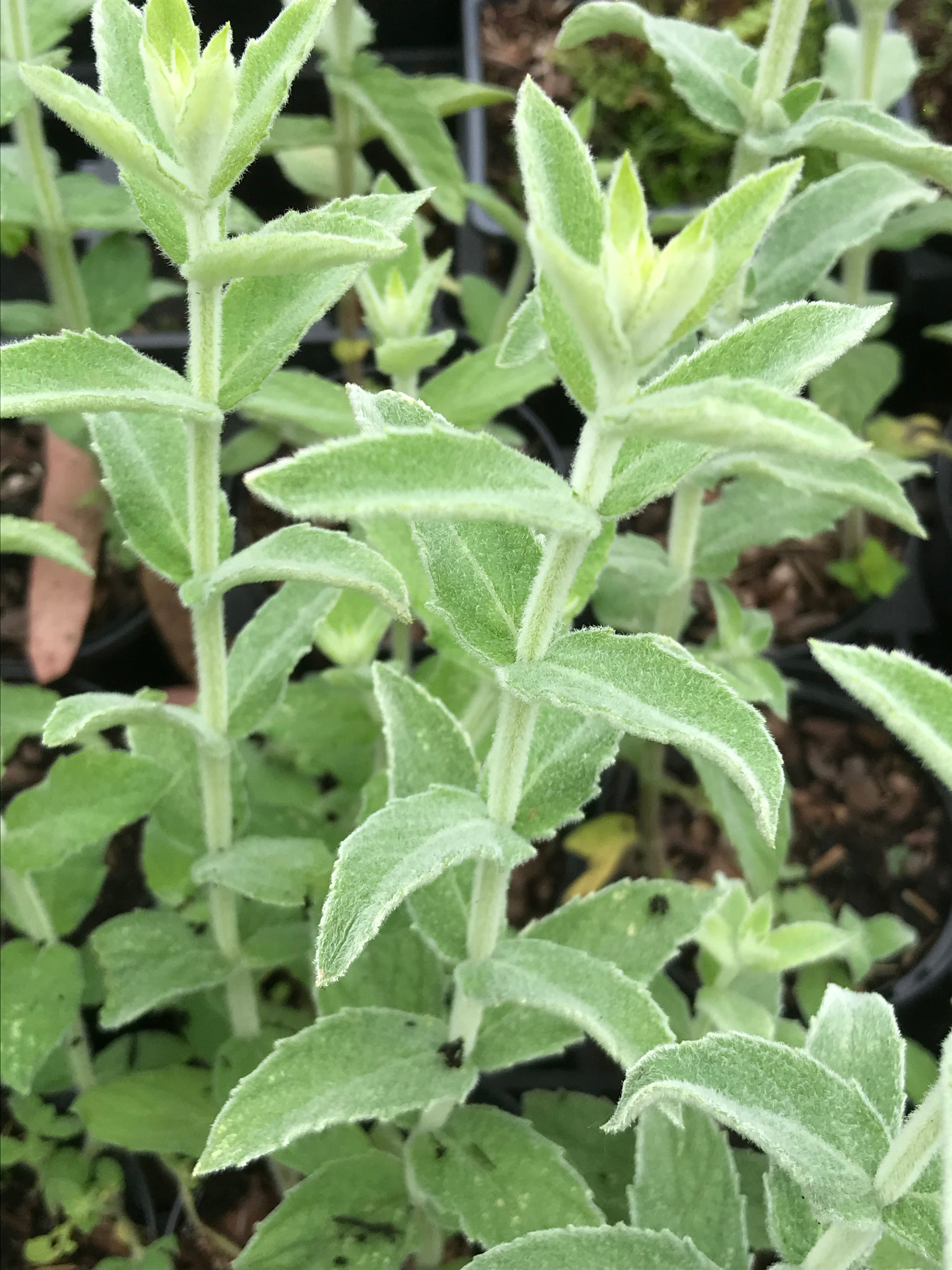 Mentha longifolia ‘Silver Mint’