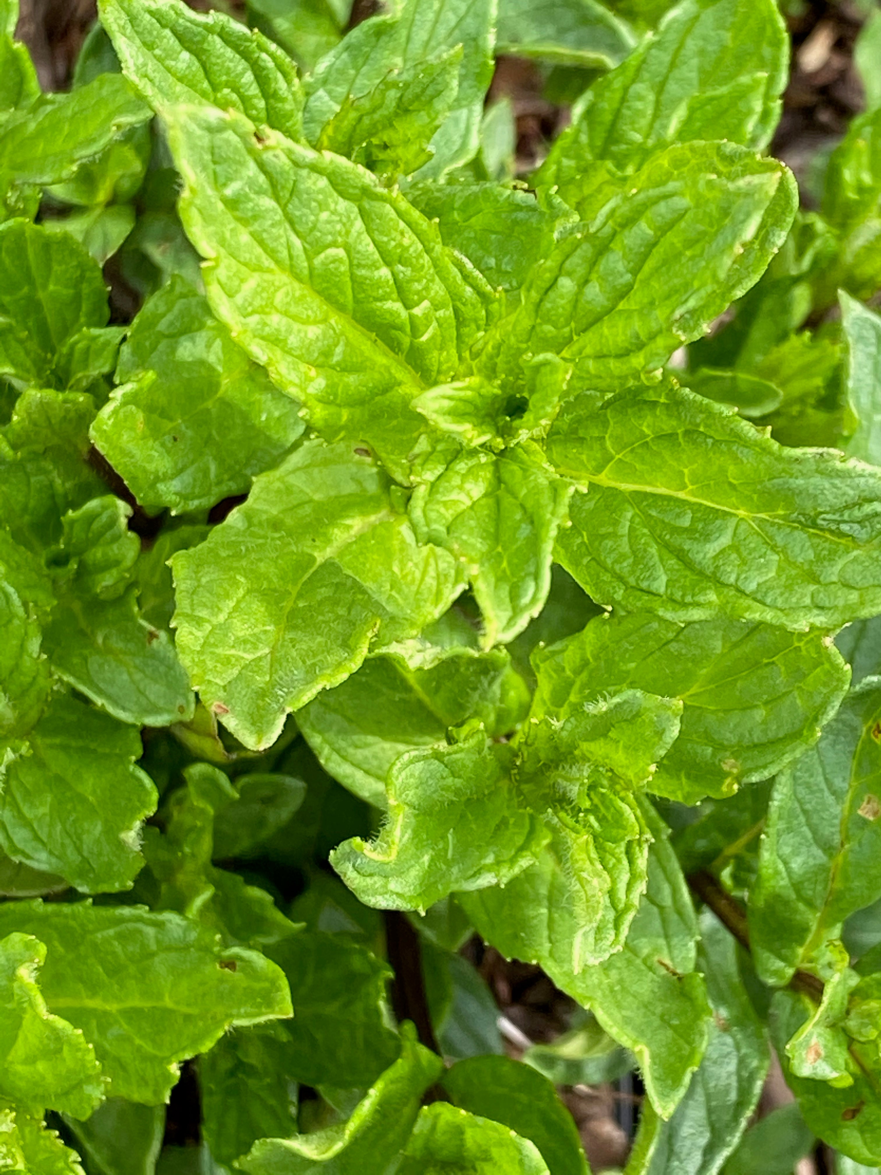 Mentha spicata ‘Garden Mint’