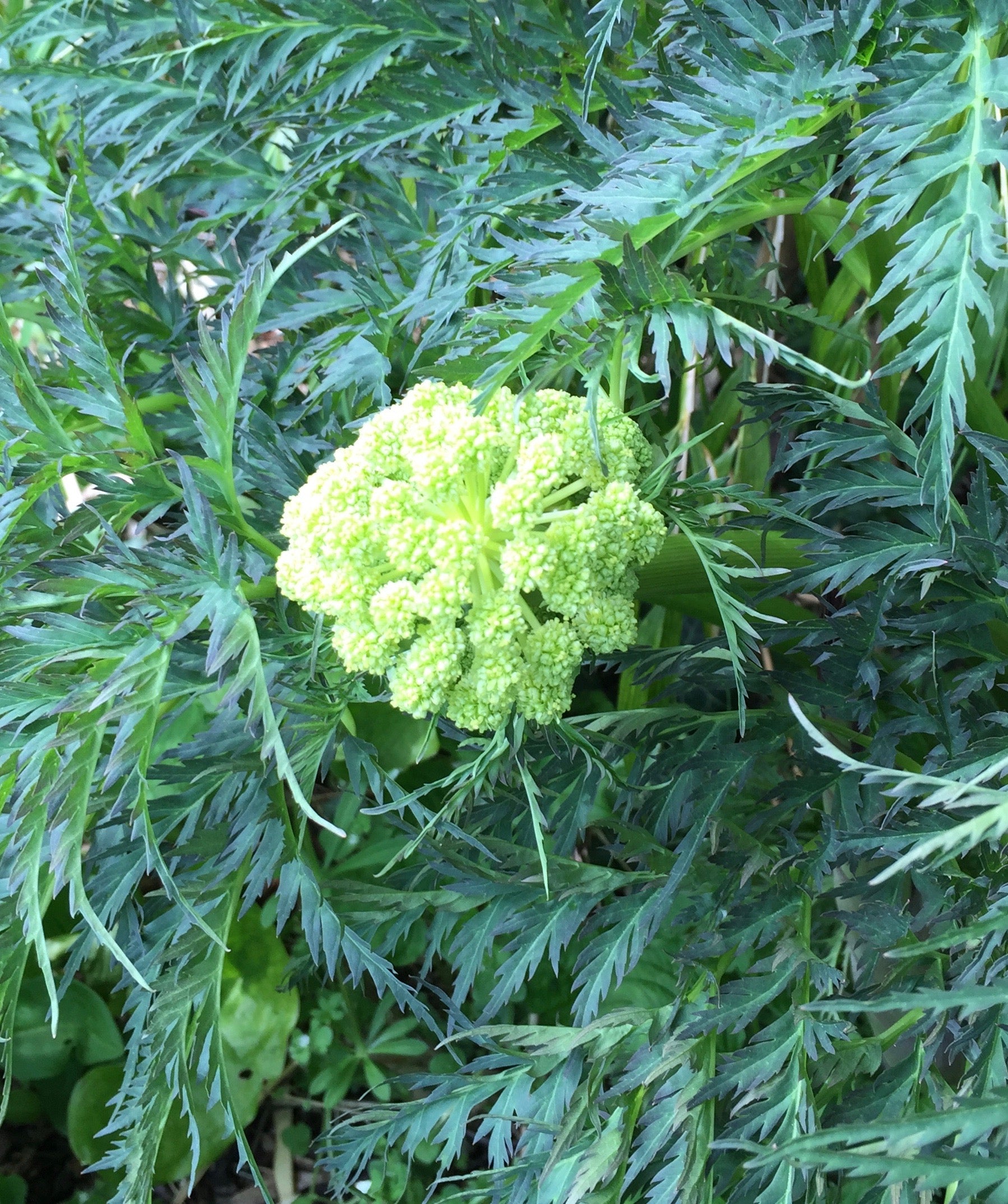 Molopospermum peloponnesiacum