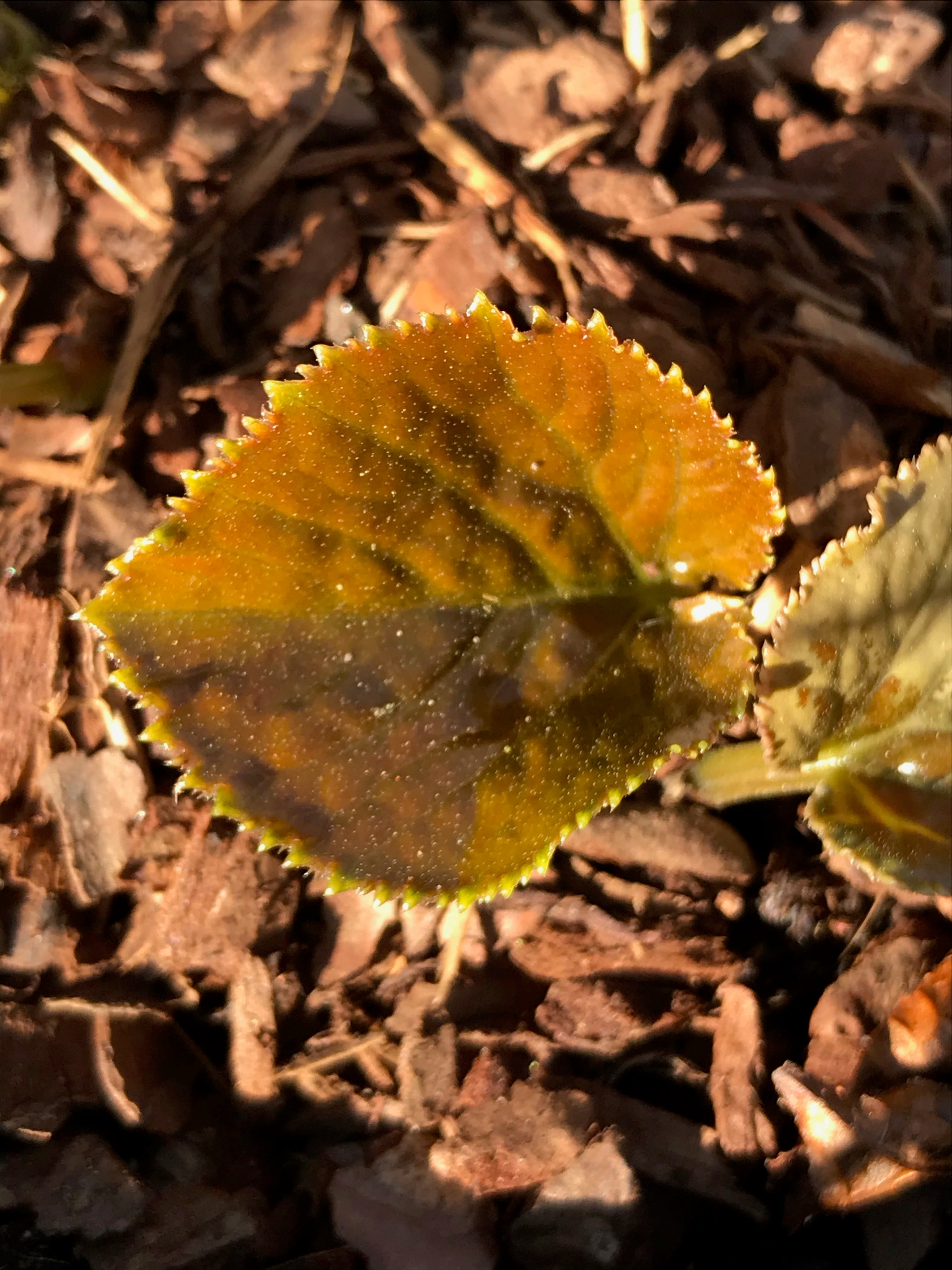 Mukdenia acanthifolia