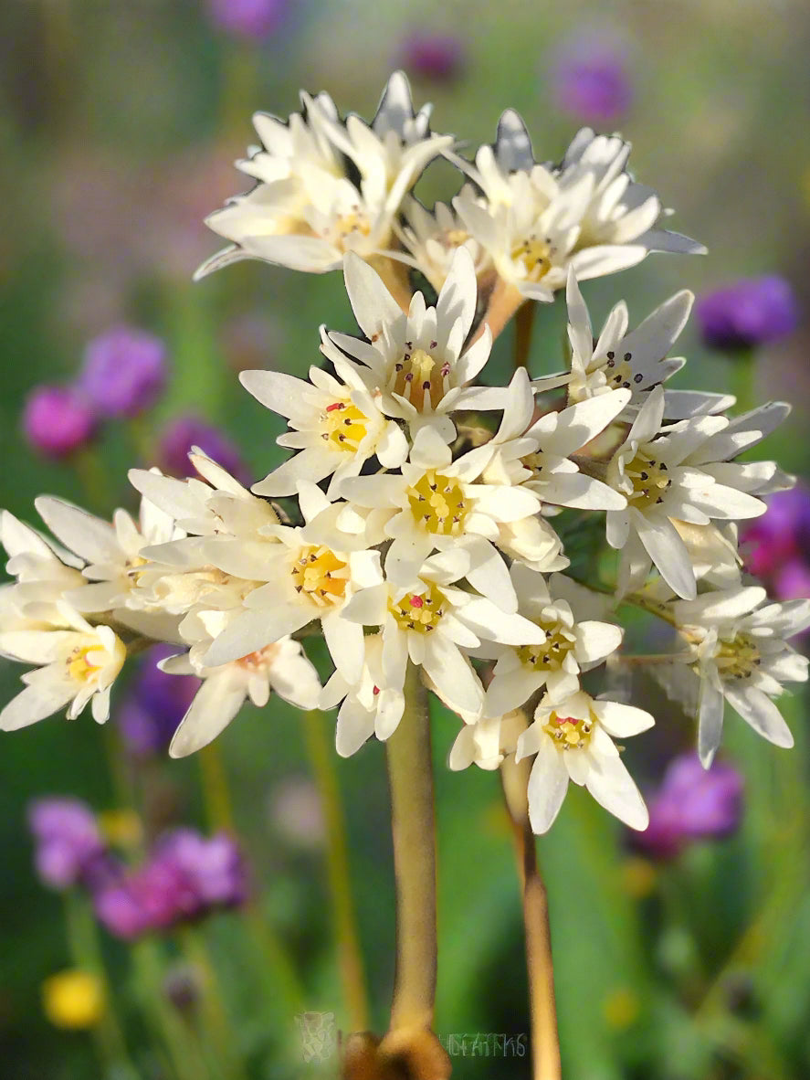 Mukdenia acanthifolia