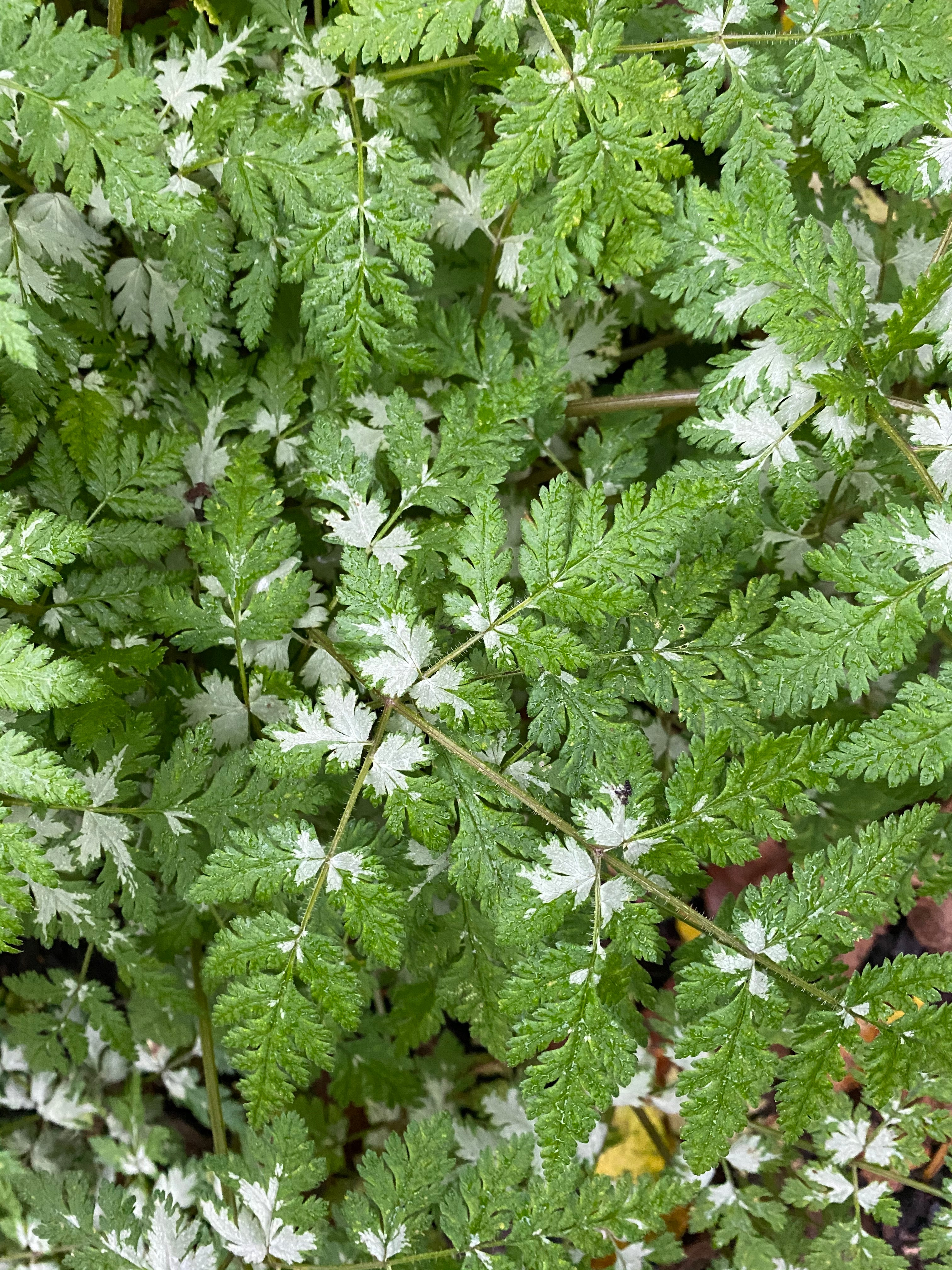 Myrrhis odorata 'Forncett Chevron'