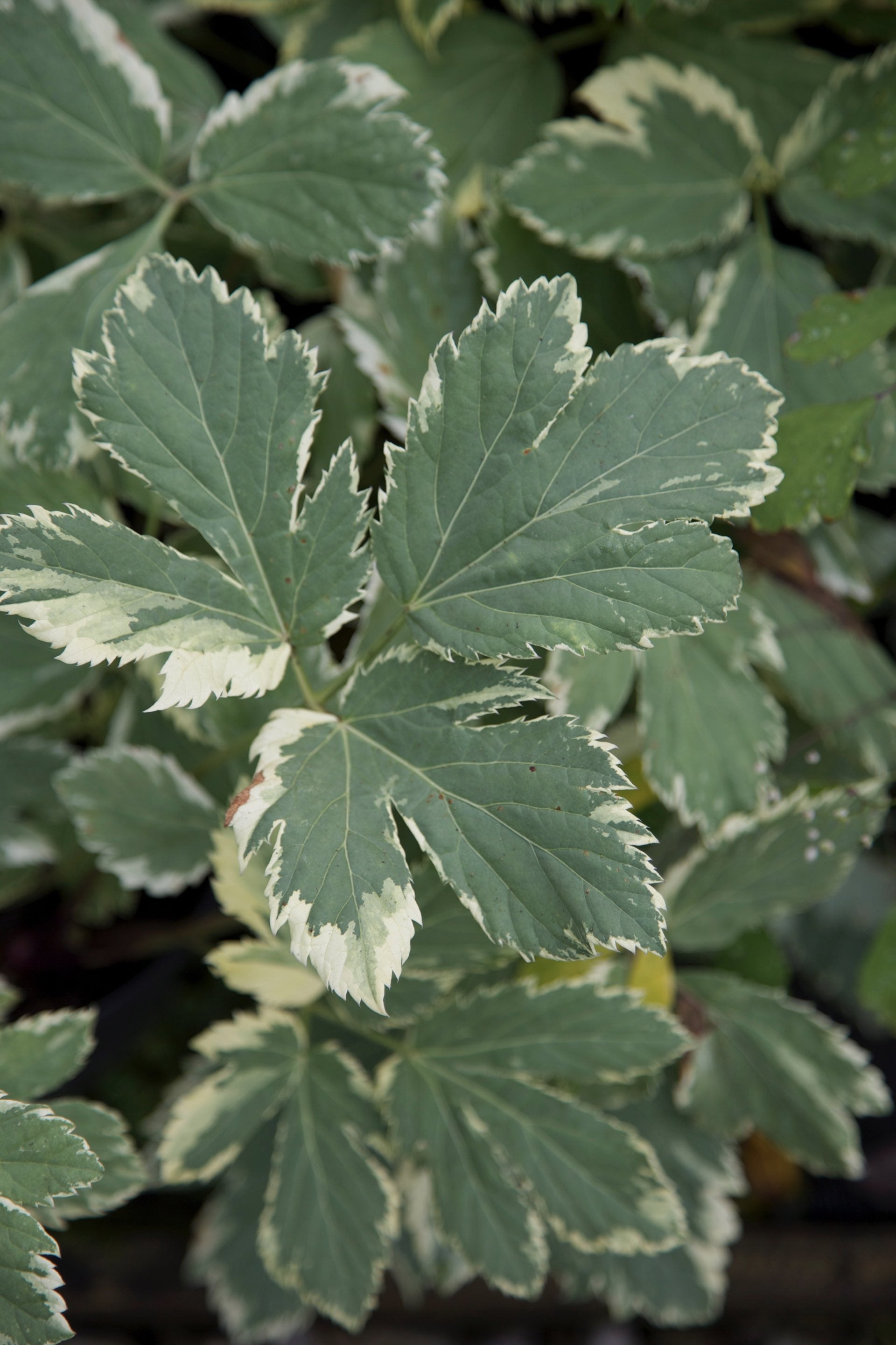 Peucedanum ostruthium ‘Daphnis’