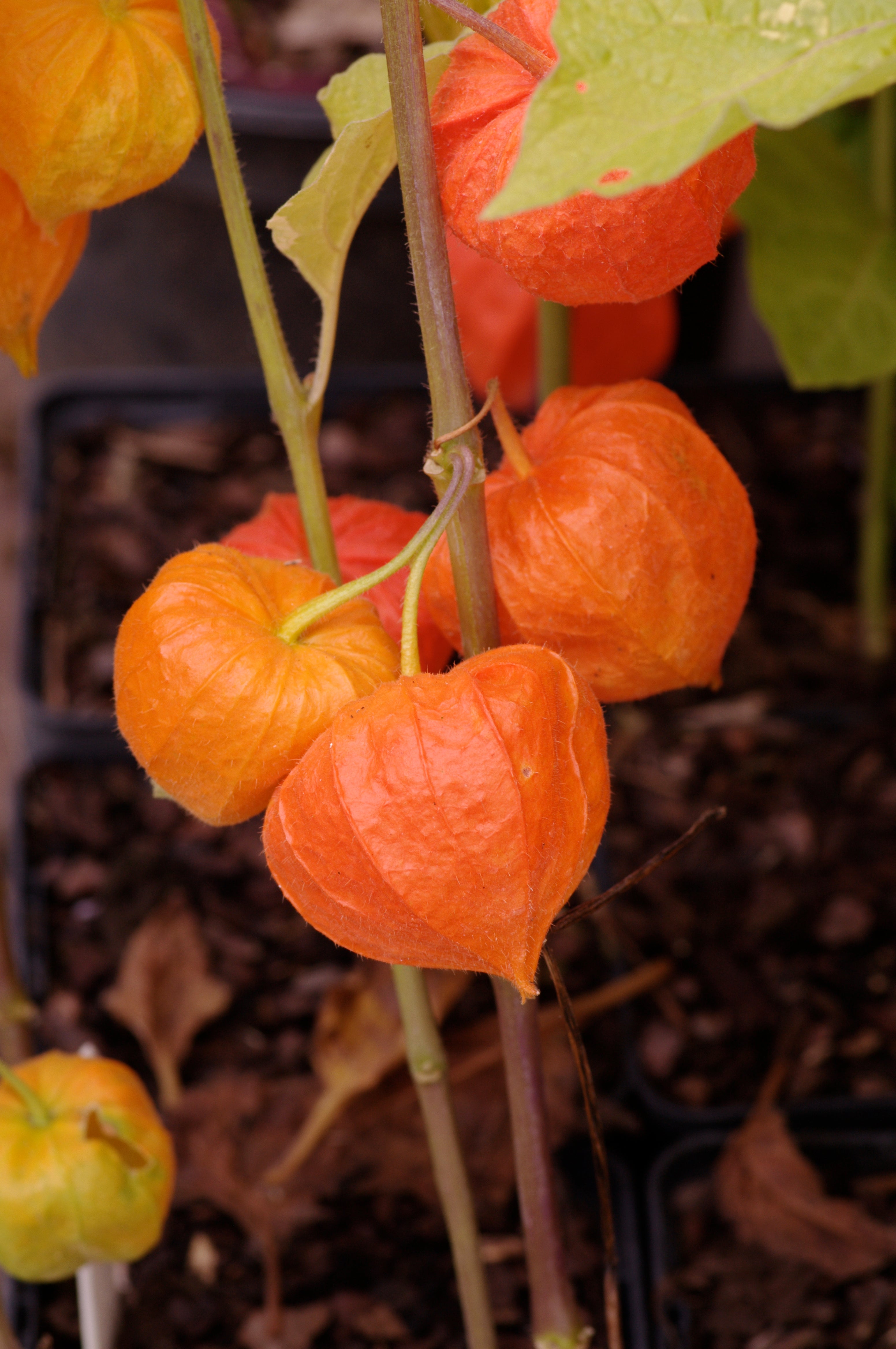 Physalis alkekengi var. franchetii ‘Variegata’